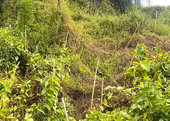 The Whakapapa of Not Being Good Enough – The Weeds of Anxiety